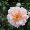 Another rose at Audley End