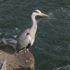 Grey Heron seen at Caversham Weir