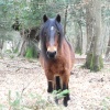 Forest Pony