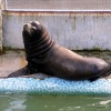 The largest seal here.
