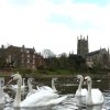 Swans near Worcester Cathedral