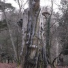 A totem tree ?