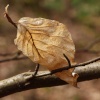 Single leaf, Hanging Bank, Ide Hill, Kent