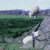 Lambs at Redlingfield
