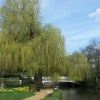 The Guildford Wey