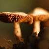 Fungus growing at Beverley Westwood
