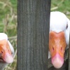 Peeking Geese