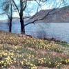 Wordsworth's Daffodils at Ullswater (Askham, Cumbria) in the Lake District