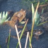 Frogs spawning
