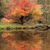 Autumn Colours in Sunnyhurst woods