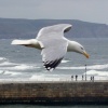 Flying over Whitby Harbour 1
