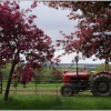 Red tractor and pink blossom.
