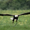 The Hawk Conservancy, Weyhill, Hampshire