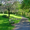 John Smith's Park blossom