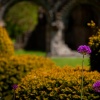 Wenlock Priory gardens