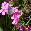 Holly Blue Butterfly on Oxalis.