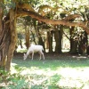 A white fallow deer