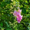 Foxglove. Brookhouse, South Yorkshire