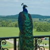 Peacock admiring the view