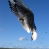 Seagull in action