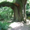 Millbrook Bridge Chestnut Tree (Near Llangenny)