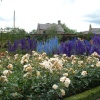 Rose Garden, Alnwick Gardens  5 July 2007