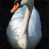 Another Swan