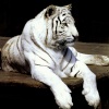White Tiger.