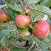Apple tree in my garden