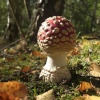 Fly Agaric in Beacon Wood Country Park