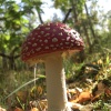 Another Fly Agaric