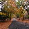 An autumn drive through the forest