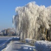 Frozen Weeping Willow