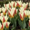 Tulips, University Parks, Oxford, Oxon.