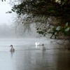 Swans in the mist