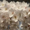 Blossom at Padbury, Buckinghamshire