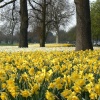 Daffodils in Greenwich Park