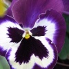 Giant Pansy