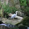 Heron at Clumber Country Park