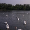 Flotilla of Swans