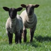 Inquisitive Spring Lambs