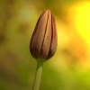 Lonely Tulip