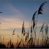 Reeds in the sunset
