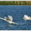 Swan taking off