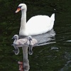 Swan and Cygnets 3