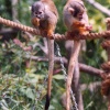 Monkeys with long tails