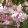 English Country Garden - pale pink fuschia