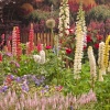 English Country Garden - Herbaceous border 1