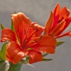 English Country Garden - Deep Orange Lily