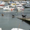 Dogs and boats